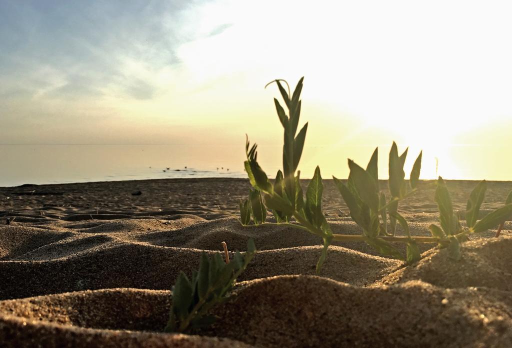 Krauklis Beach Apartments Saulkrasti Dış mekan fotoğraf